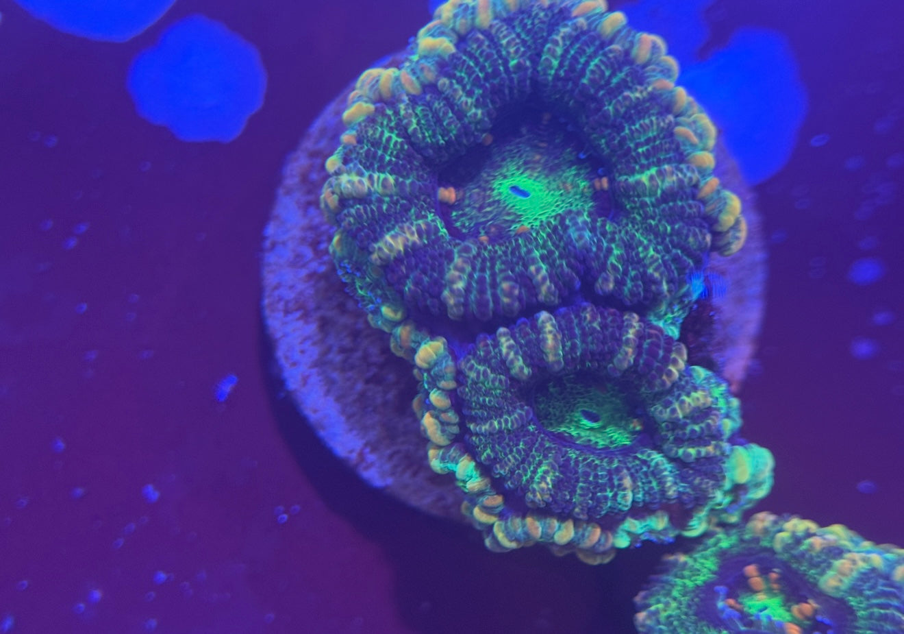 Acan