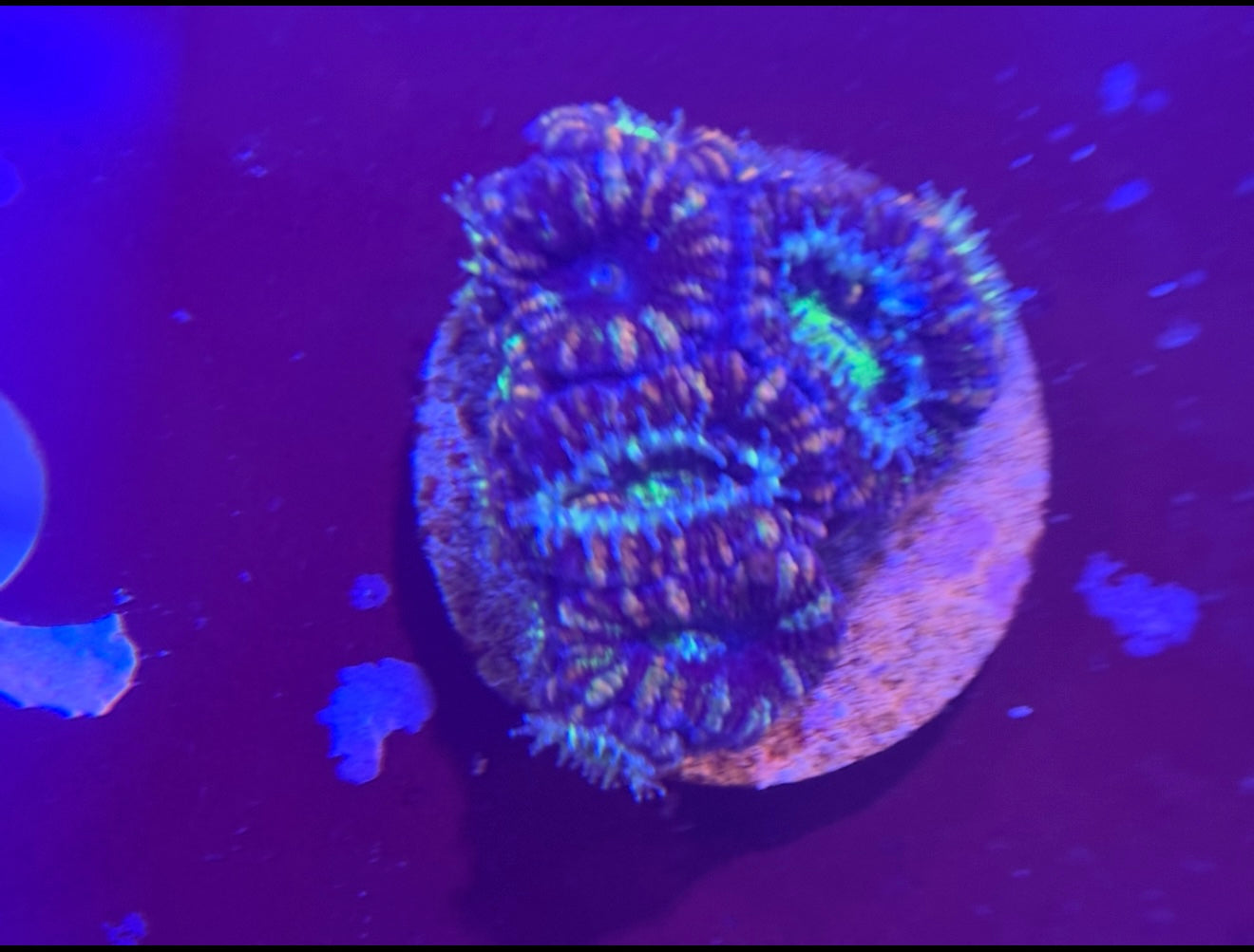 Circus circus acan