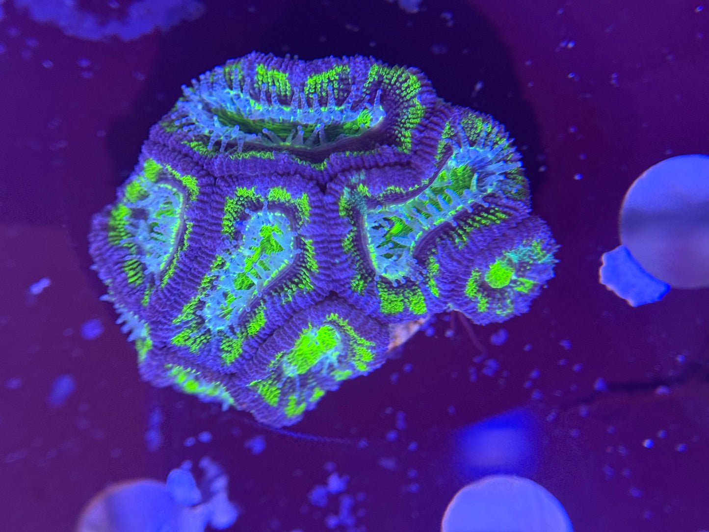 Acan