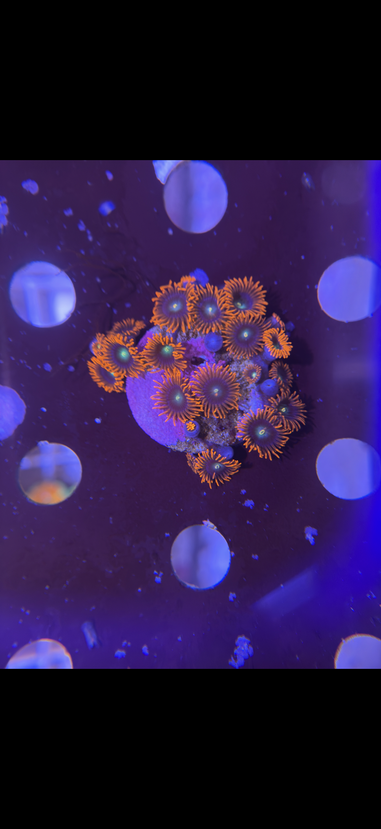 Zoa