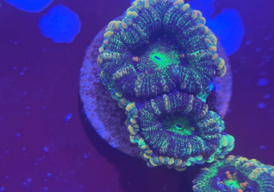 Acan