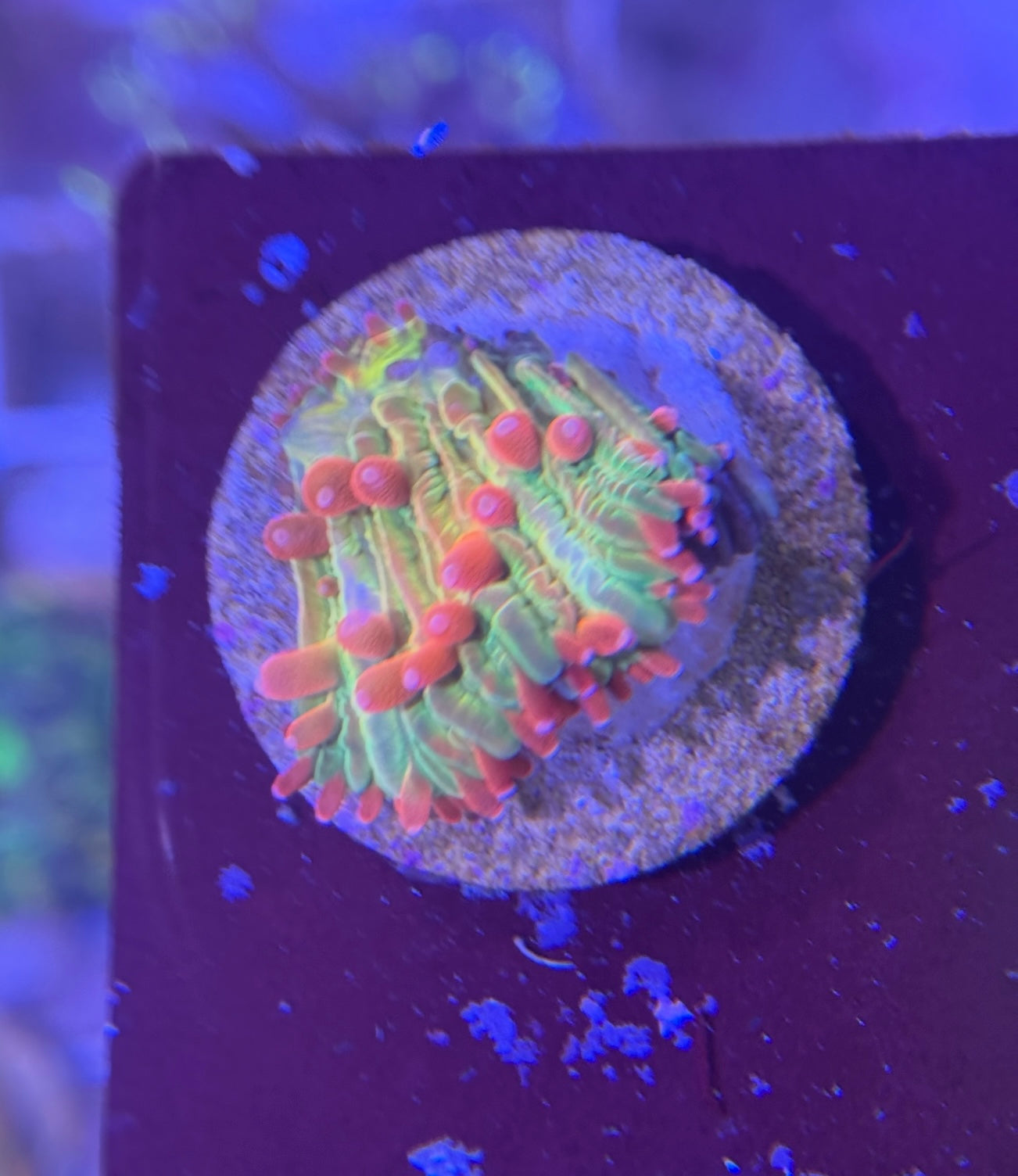 Plate coral