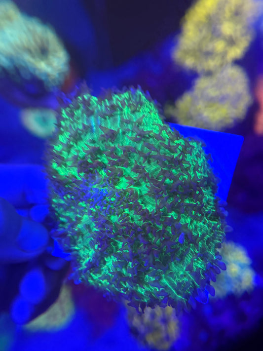 Huge hairy mushroom with green base