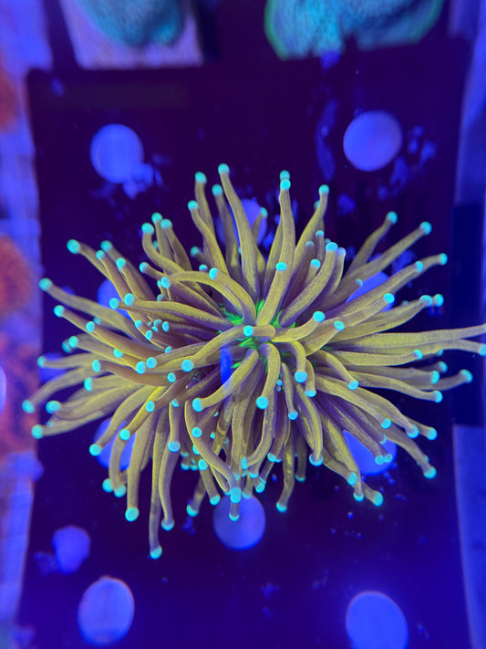 Ultra torch with neon green mouth