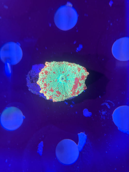 Jaw breaker mushroom