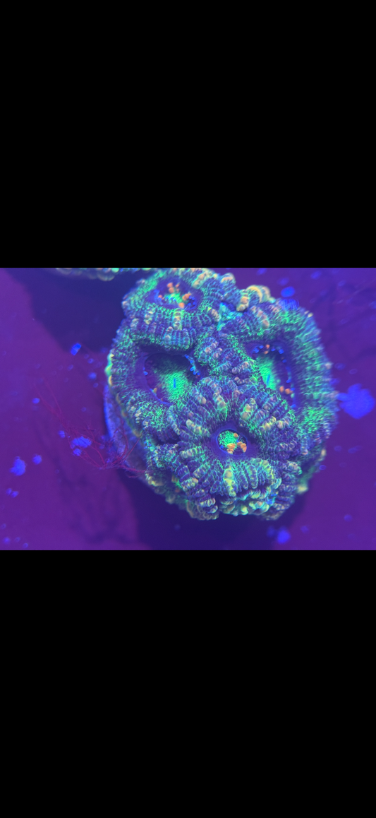 Acan