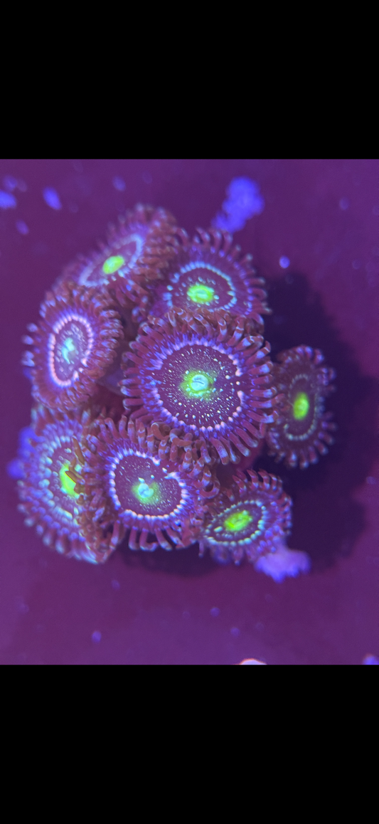 Zoa