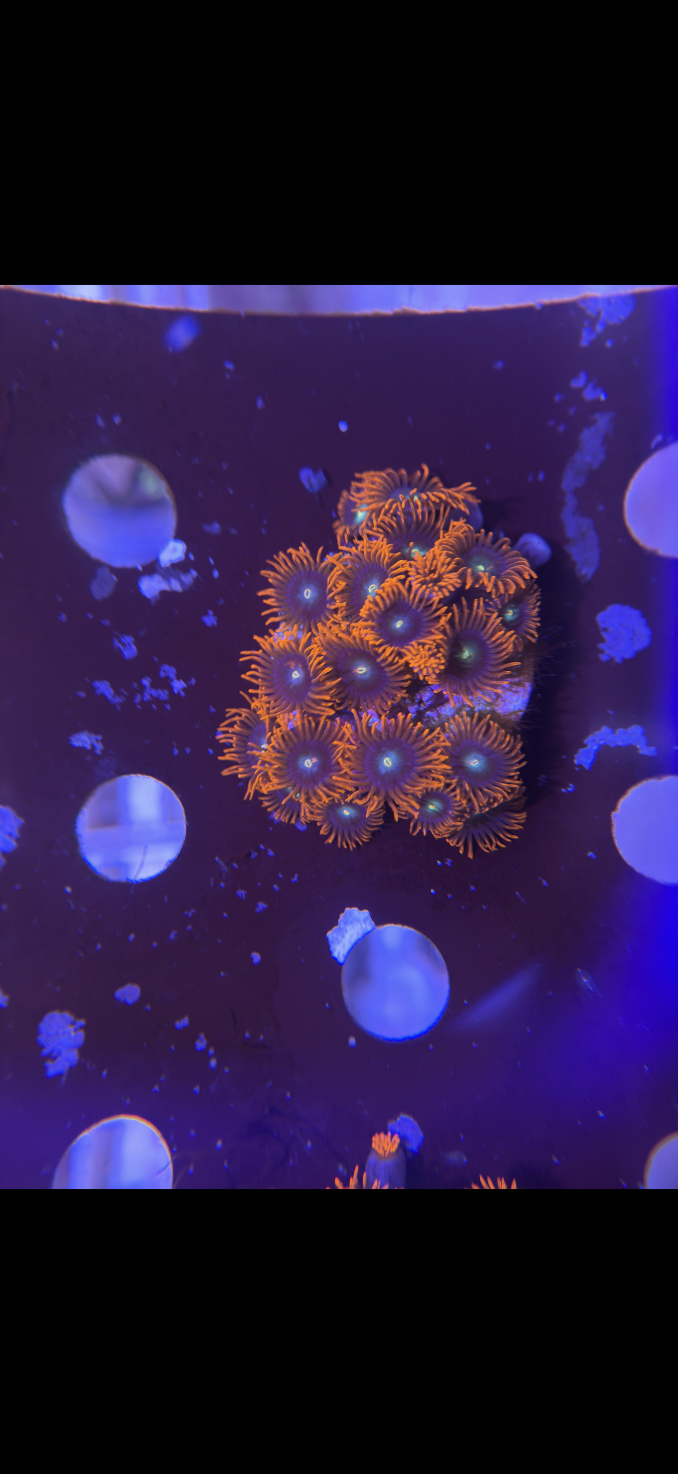 Zoa