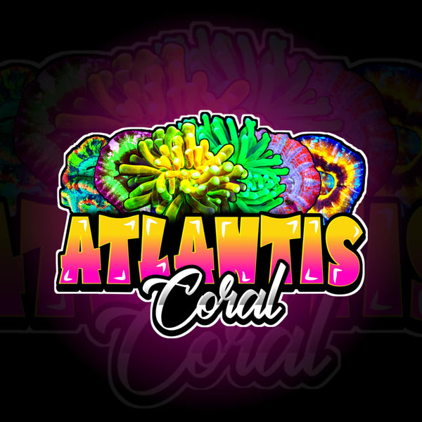 Atlantis corals